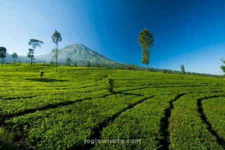 Kebun Teh Tambi, Wonosobo