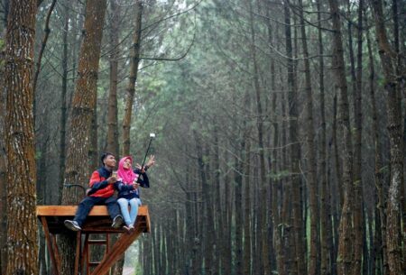 Hutan Pinus Gemaharjo