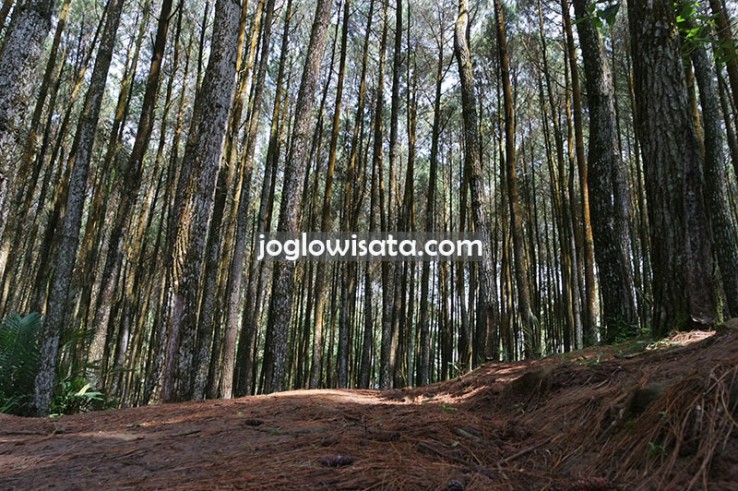 Spot Selfie Alami di Hutan Pinus Mangunan Jogja