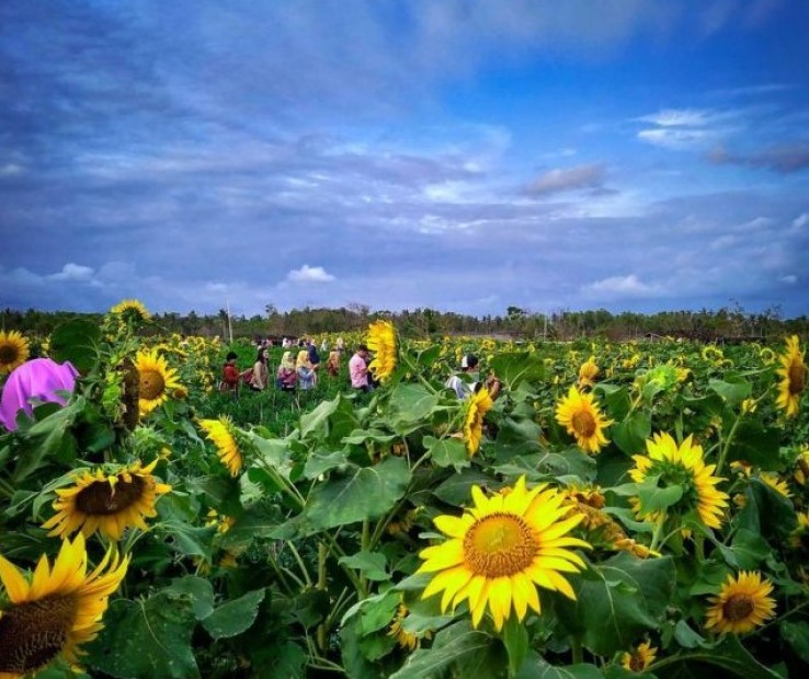Bikin Foto  Ciamik di  Kebun  Bunga  Matahari  Bantul Joglo  Bikin Foto  Ciamik di  Kebun  Bunga  Matahari  Bantul Joglo