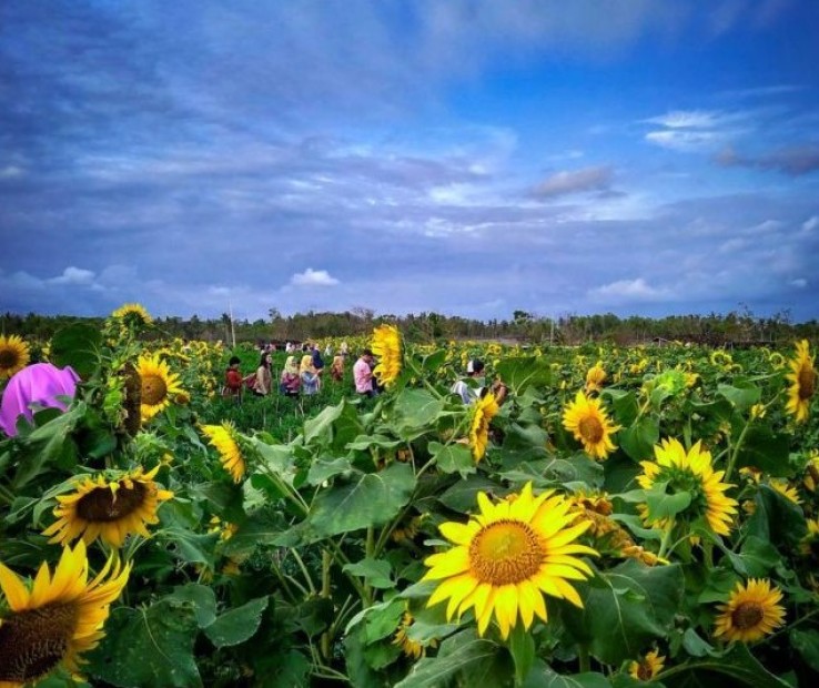 Bikin Foto Ciamik di Kebun Bunga Matahari Bantul