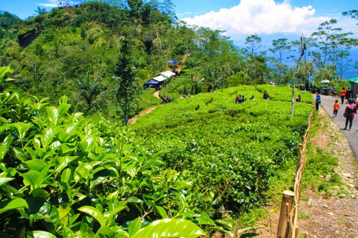 Wisata Kebun Teh Nglinggo, Yogyakarta