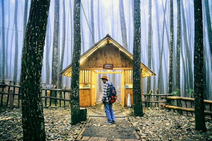Tempat Wisata Terhits Instagram Hutan Pinus Mangunan Joglo Wisata