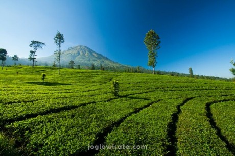 Paket Wisata Dieng Dari Solo