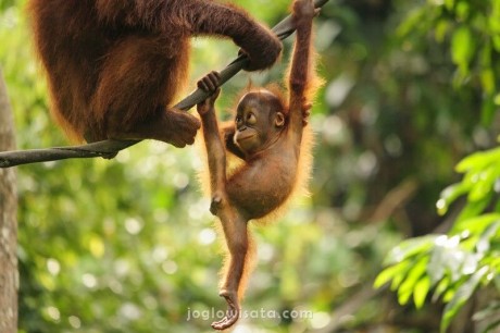 Paket Wisata Orangutan Tanjung Puting 3 Hari 2 Malam