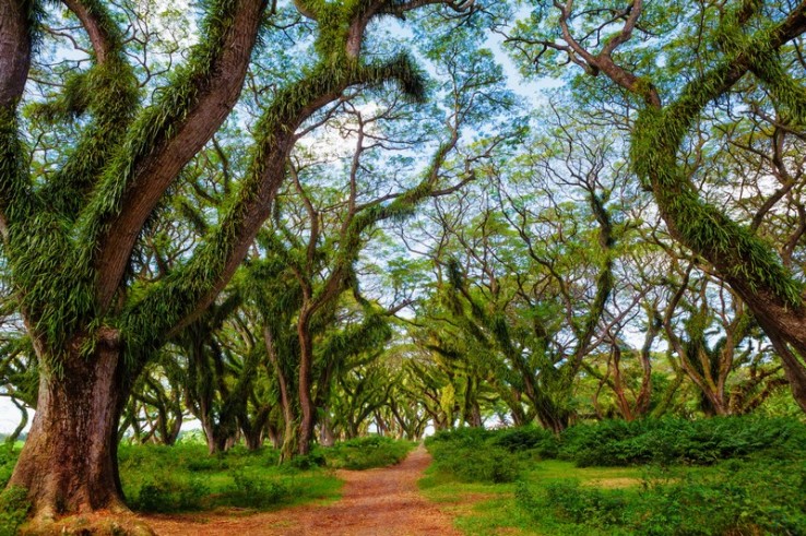 Berkunjung Ke Banyuwangi? Jangan Lewatkan Berkunjung Ke 18 Destinasi Wisata Di Banyuwangi Yang Menarik Ini