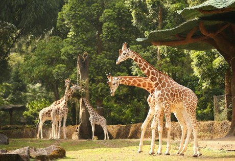 Paket Wisata Taman Safari dari Bandung