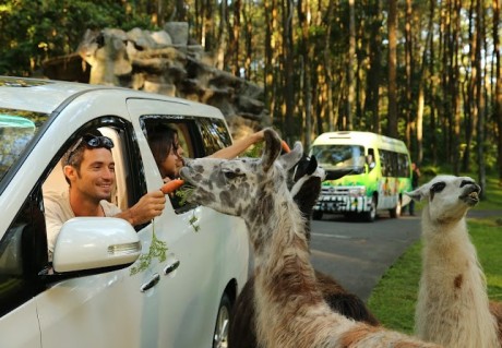 Taman Safari Prigen, Tempat Seru untuk Liburan Bersama Anak-anak