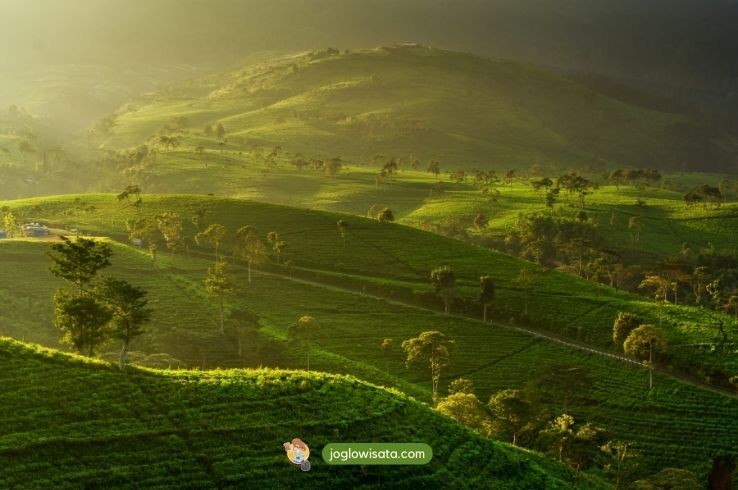 7 Aktivitas di Kemuning Sky Hills ini Bikin Liburanmu Anti Bosan