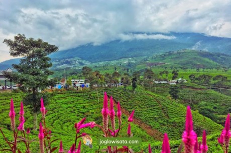 Kebun Teh Kemuning, Wisata Alam yang Cocok untuk Refreshing