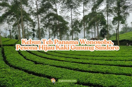 Kebun Teh Panama Wonosobo, Pesona Hijau Kaki Gunung Sindoro