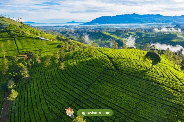Kebun Teh Rancabali Bandung: Destinasi Wisata yang Cocok untuk Healing