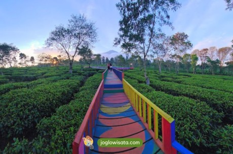 Kebun Teh Wonosari Malang: Harga Tiket, Lokasi dan Aktivitas
