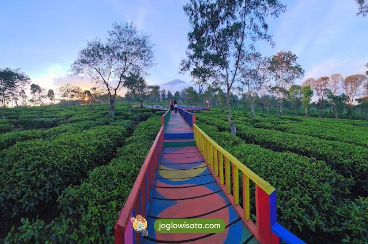 Kebun Teh Wonosari Malang: Harga Tiket, Lokasi dan Aktivitas