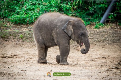 Liburan Seru ke Way Kambas, Wisata Edukatif Bertemu Gajah