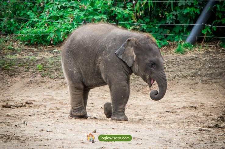 Liburan Seru ke Way Kambas, Wisata Edukatif Bertemu Gajah