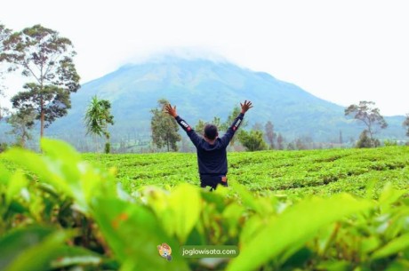 Kebun Teh Tambi, Rekomendasi Wisata Wonosobo Buat yang Kangen Alam
