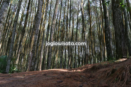Hutang Pinus Mangunan