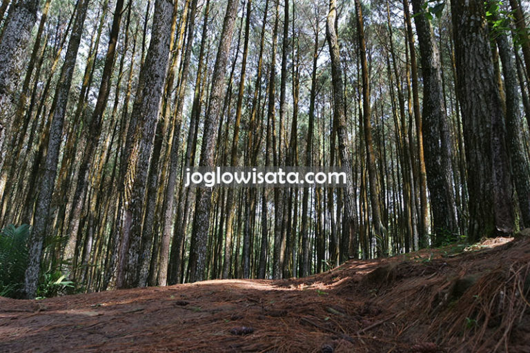 Tempat Wisata Hutan Pinus di Jogja yang Wajib Anda Kunjungi