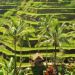 Tegalalang Bali