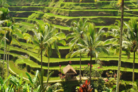 Tegalalang Bali