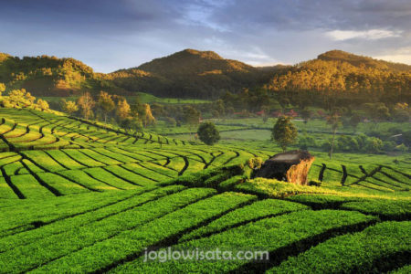 Bandung - Kebun Teh Rancabali