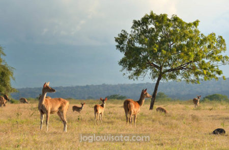 Banyuwangi - Taman Nasional Baluran Jawa Timur