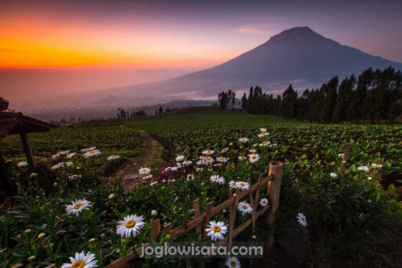 Temanggung - Posong Sunrise