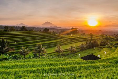 Terasering, Bali