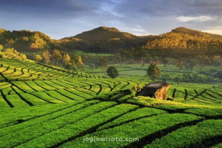 Kebun Teh Rancabali, Bandung