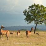 Taman Nasional Baluran