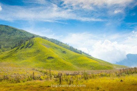 Padang Savana, Bromo