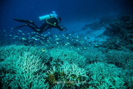 Scuba Diving di Bunaken, Sulawesi Utara