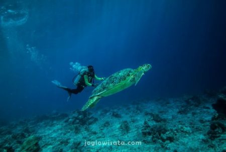 Diving di Bunaken, Sulawesi Utara