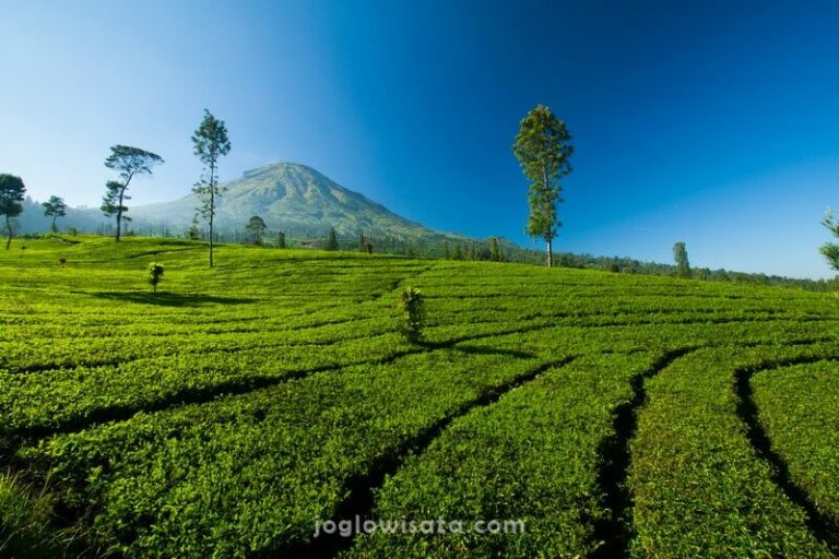 10 Tempat Wisata Wonosobo Lengkap dengan Spot Instagramable