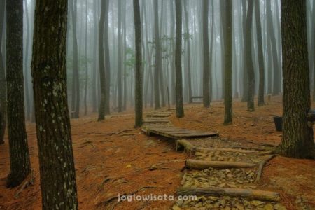 Hutan Pinus Mangunan, Bantul, Jogja