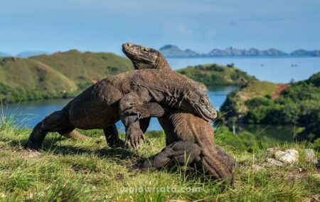 Pulau Komodo