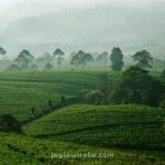 Kebun Teh Kemuning