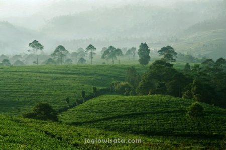 Kebun Teh Kemuning