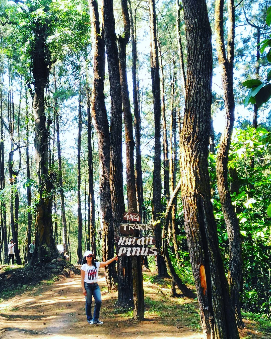 Tempat Wisata Hutan Pinus di Jogja yang Wajib Anda