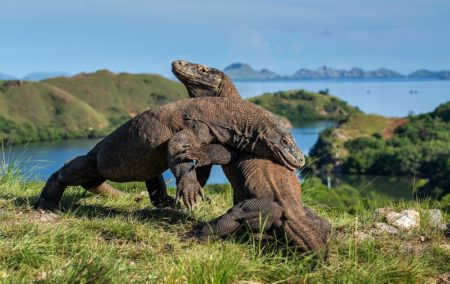 Pulau Komodo