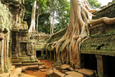 Ta Prohm Temple Kamboja