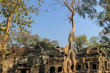 Ta Prohm Temple Kamboja