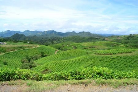 Makassar - Kebun Teh Malino