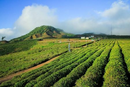 Makassar - Kebun Teh Malino