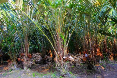agrowisata salak pondoh