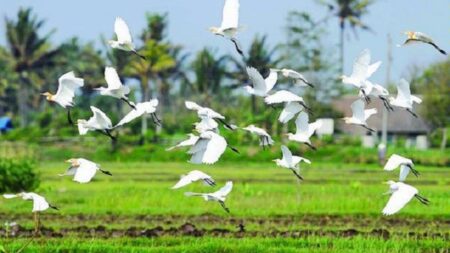 desa wisata ketingan