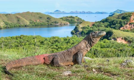 Labuan Bajo - Pulau Rinca