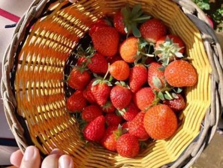 Wisata Petik Strawberry Bandung