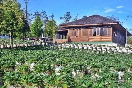 Wisata Petik Strawberry Bandung